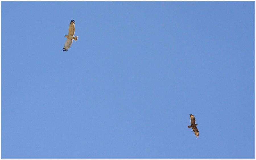 dimensioni a confronto